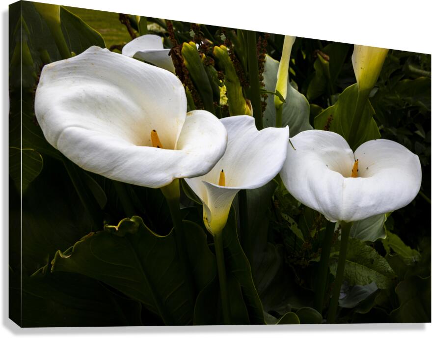 Calla Lily Purity Canvas Print