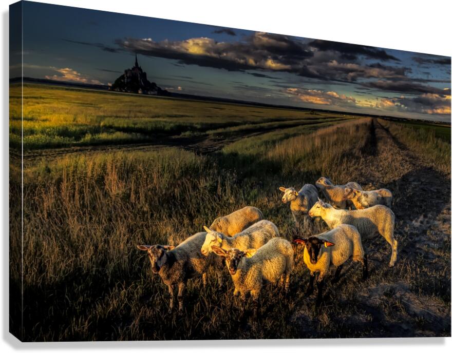 Mont Saint Michel Sheep Canvas Print