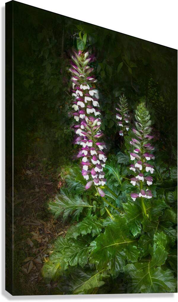 Bear Breeches Acanthus Spinosus Canvas Print