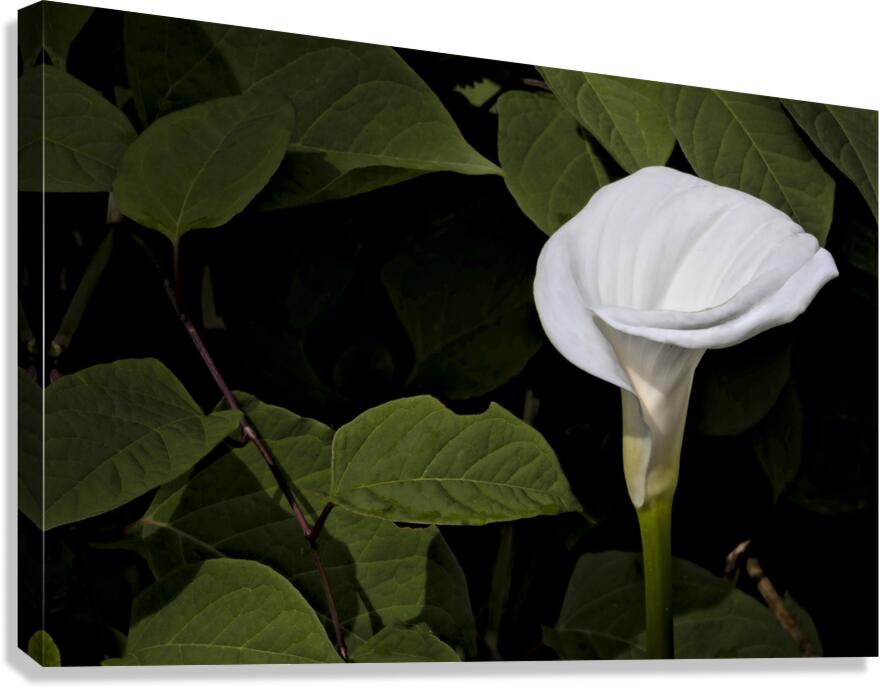 One White Calla Lily  Canvas Print