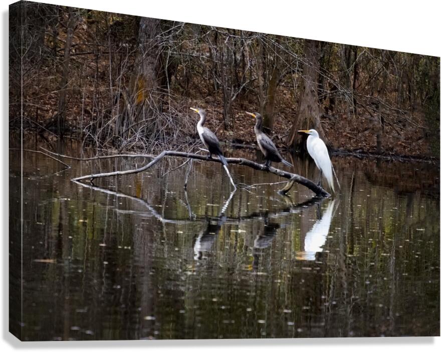 The Line-up white Egret Heron and  Coromont Canvas Print