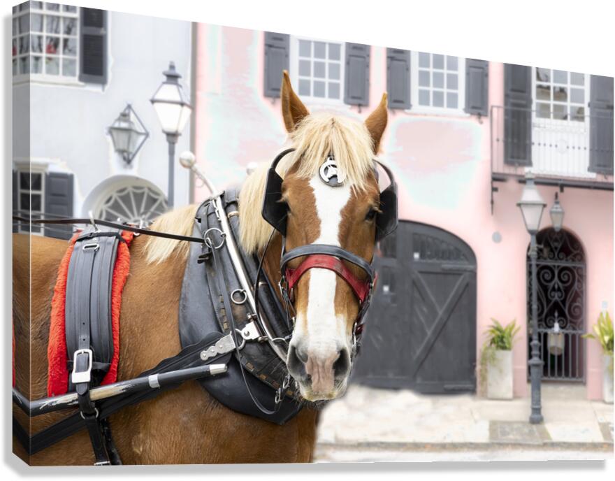 Charleston Rainbow Row Carriage and  Horse  Canvas Print