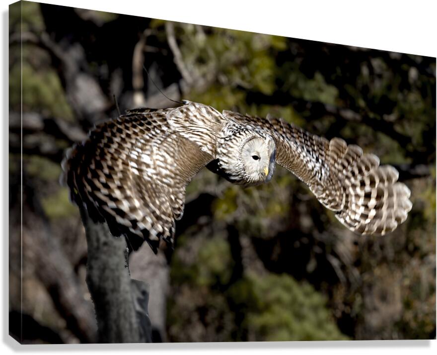 Avian Center for Birds of Prey South Carolina Canvas Print