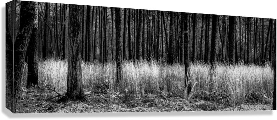 Infrared Forest Canvas Print