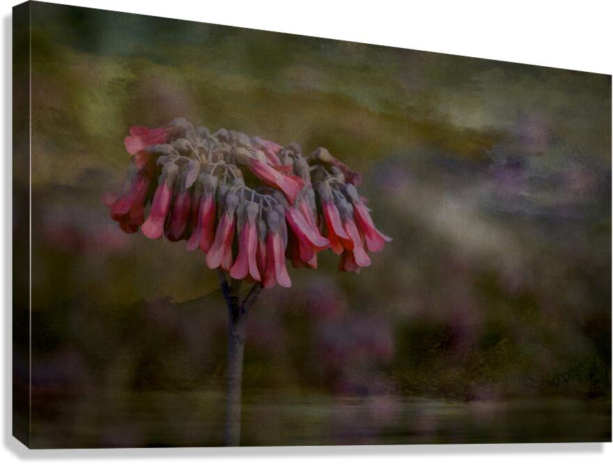 Pink Chandelier Kalanchoe Delagoensis Flower Canvas Print