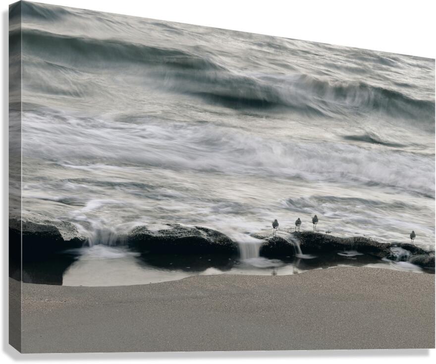 Coquina Beach Birds Palm Coast Florida Canvas Print