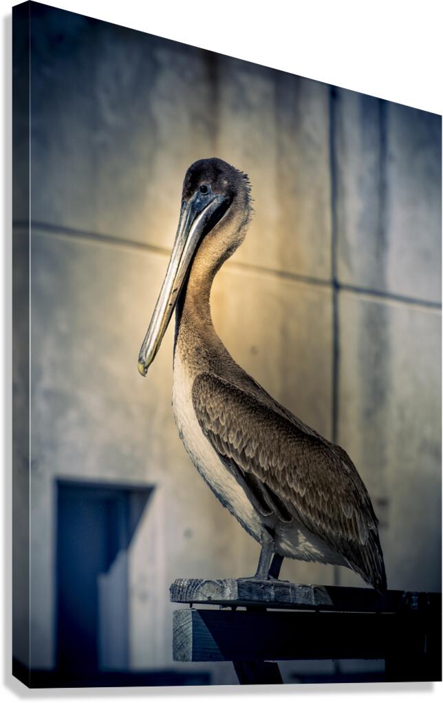Big Beautiful Strutting Bird Canvas Print