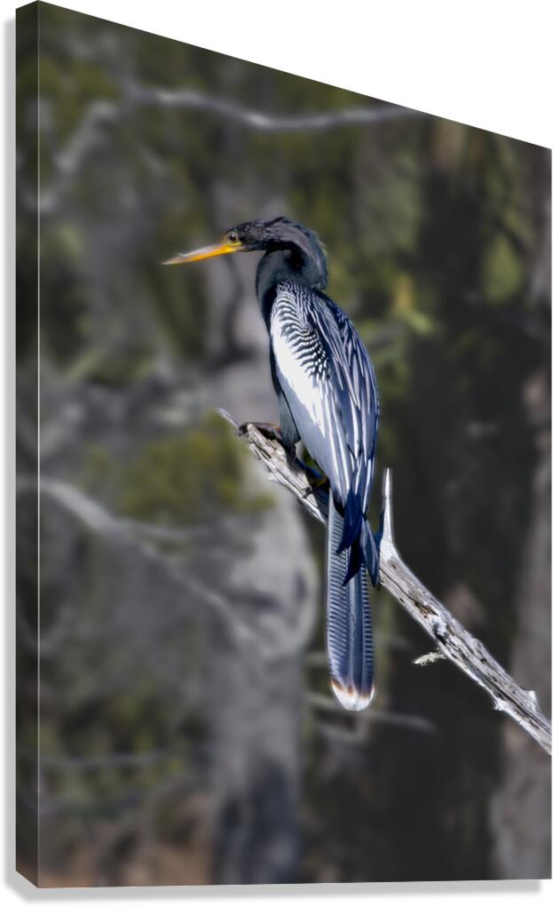 Glossy Anhinga Florida Bird  Canvas Print