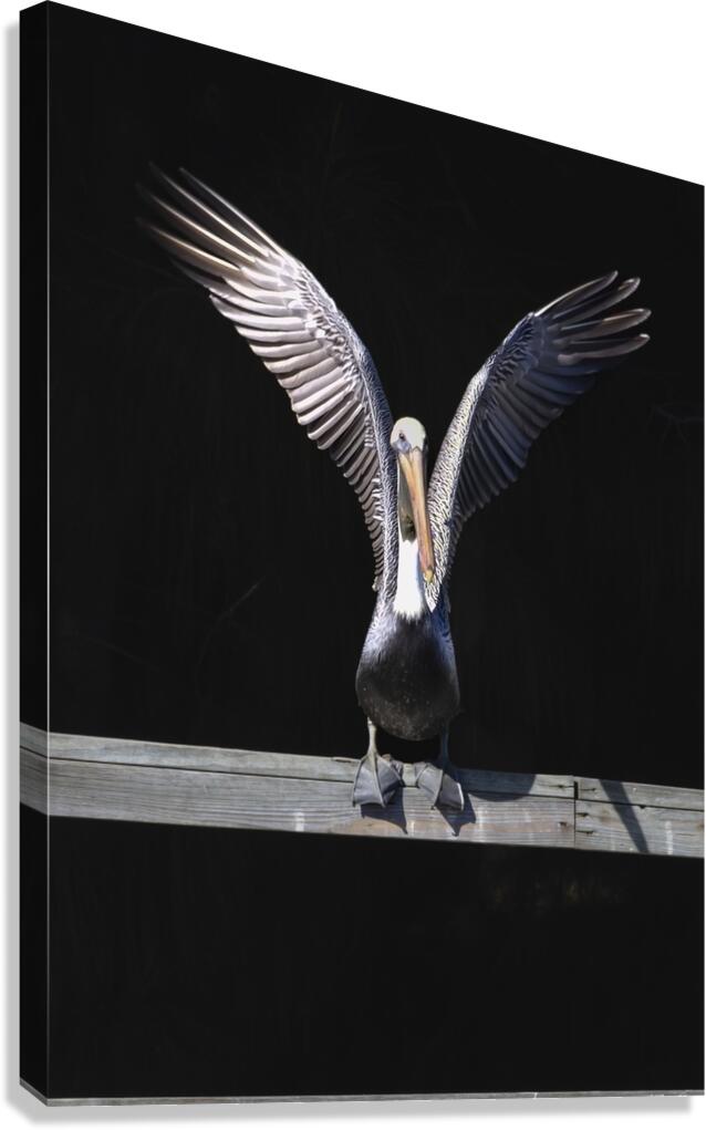 Brown Pelican Hallelujah Canvas Print