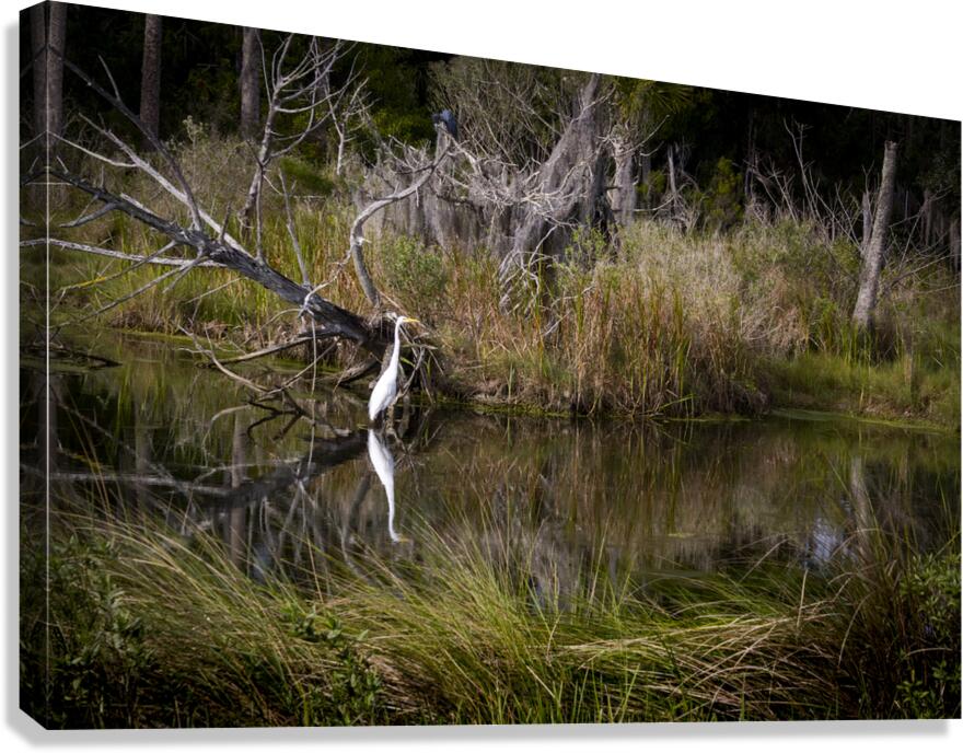 Florida Marsh Winter White Egret  Canvas Print
