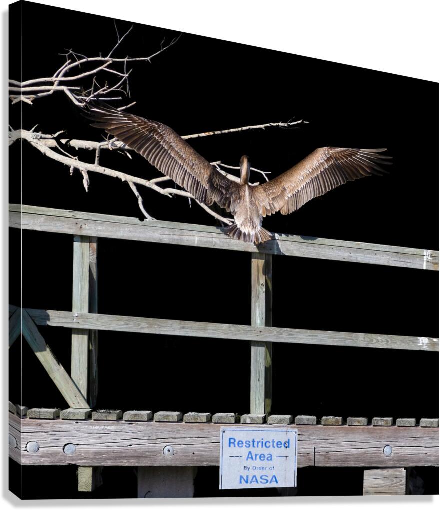 NASA Restricted Area Pelican Canvas Print