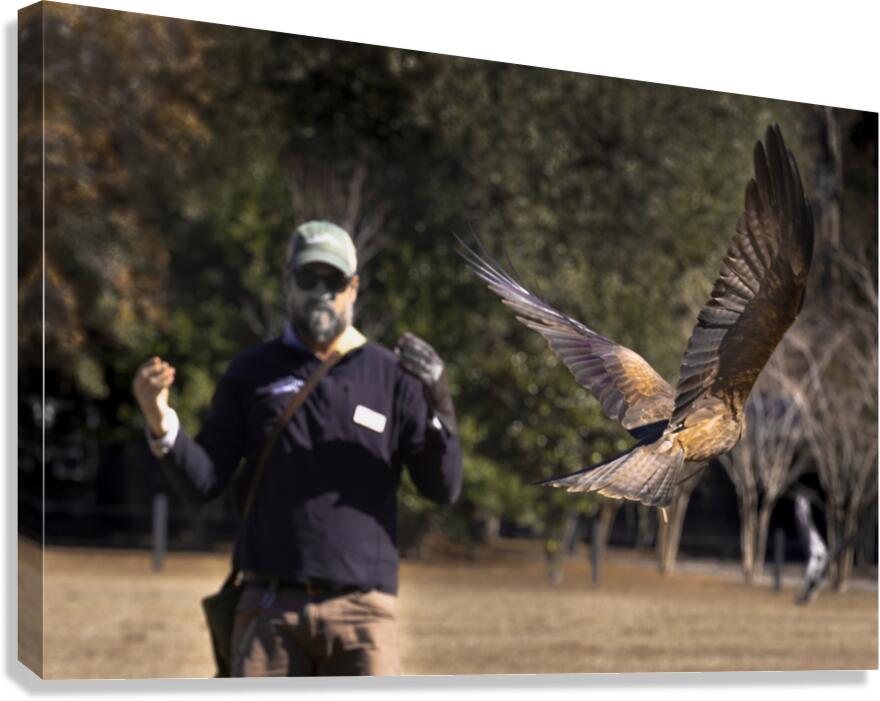Red Tailed Hawk Falconry Demonstration Canvas Print