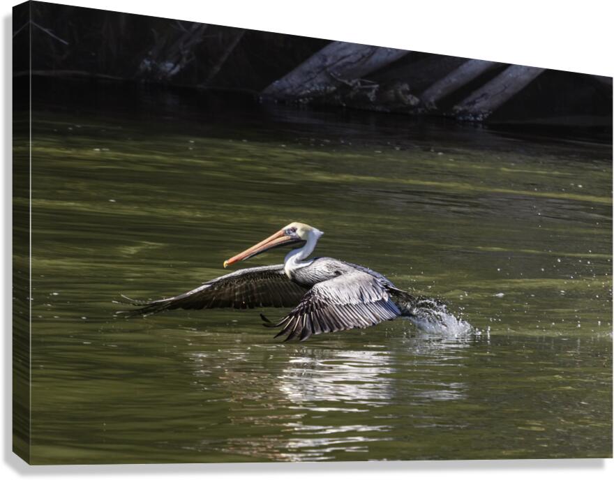 Pelican Coming in for a Landing Canvas Print