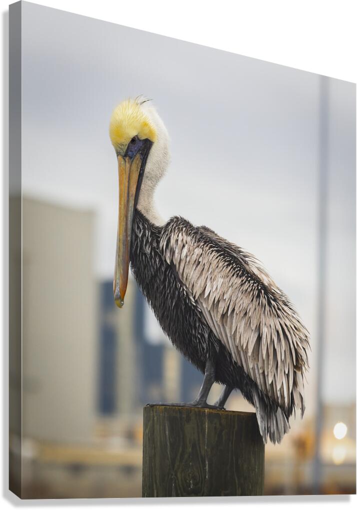 Pelican King of the Mountain Canvas Print