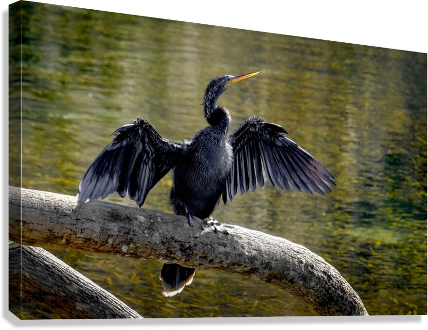 Anhinga Sunning My Wings Canvas Print