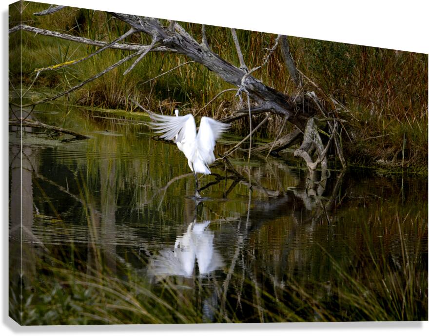 Florida Park White Heron Take Off Canvas Print