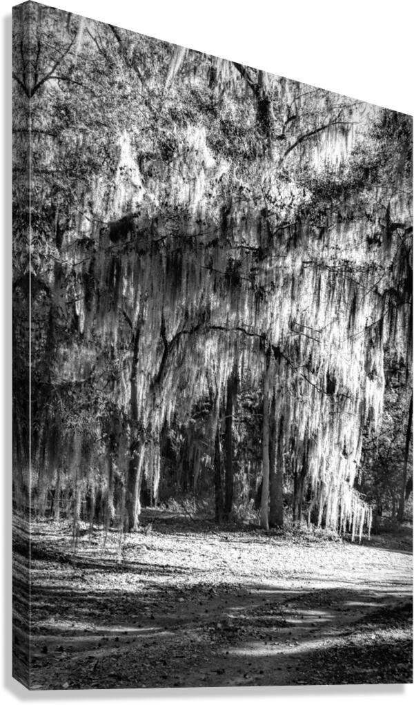 Dressed to the 999s Canvas Print