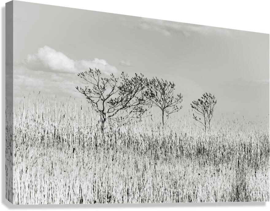 Blowing in the Winds Canvas Print