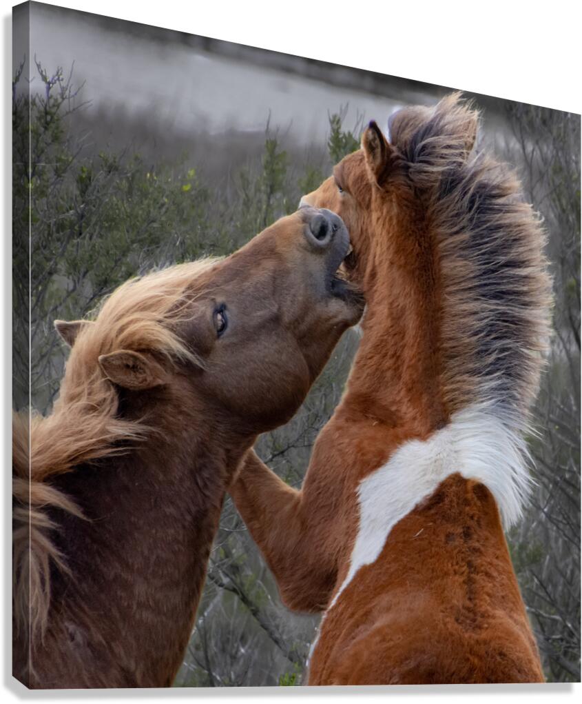  Nip of the Day Canvas Print
