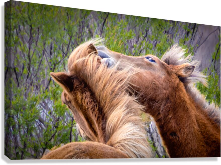 Wild Horses Sparring Canvas Print