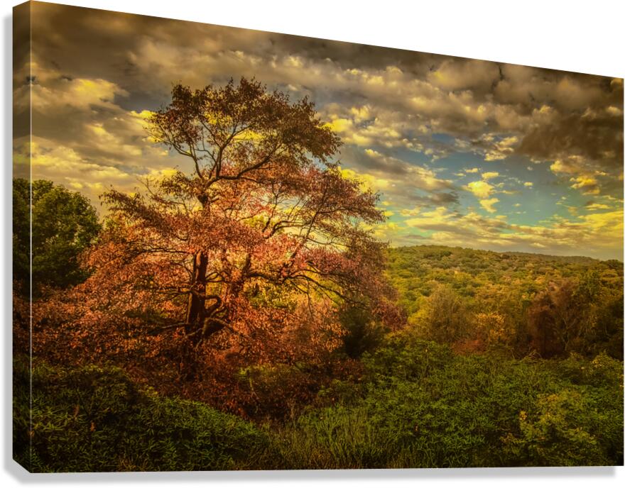 Appalachian Red Tree in Autumn Canvas Print