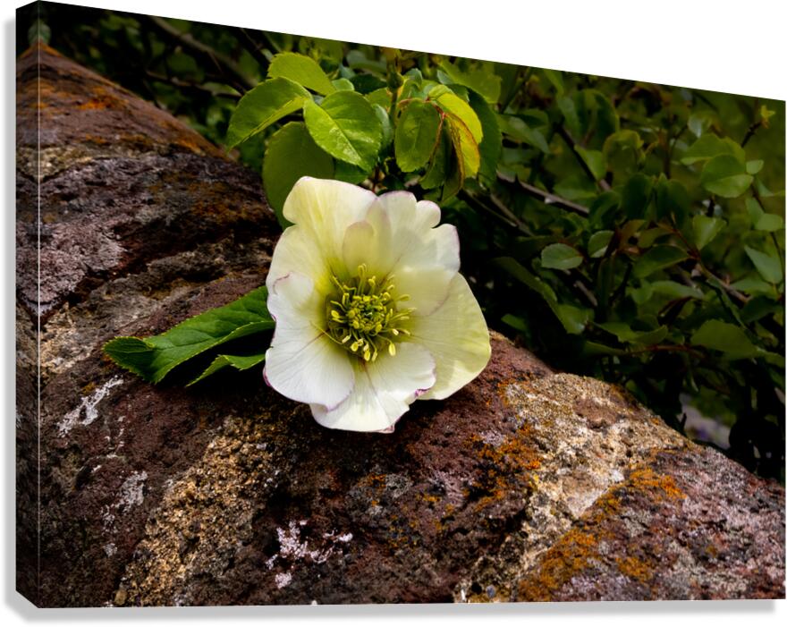 Lynchburg Old City Cemetery Lenten Rose Canvas Print