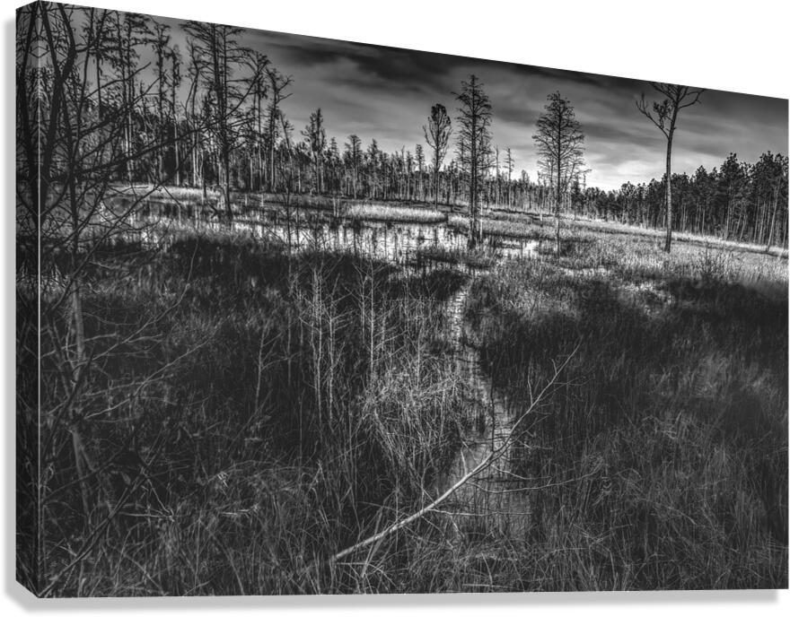 Pathway Through the Marsh Canvas Print