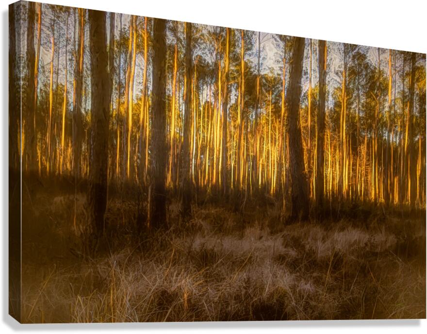 The Forest Glow at Sunset Canvas Print