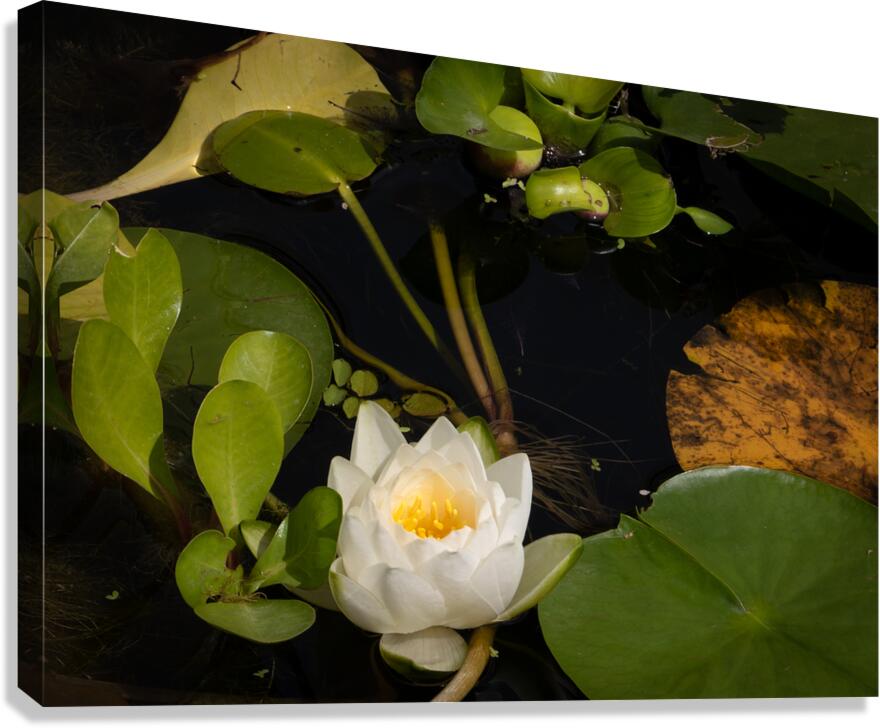 In Remembrance of Summer Canvas Print