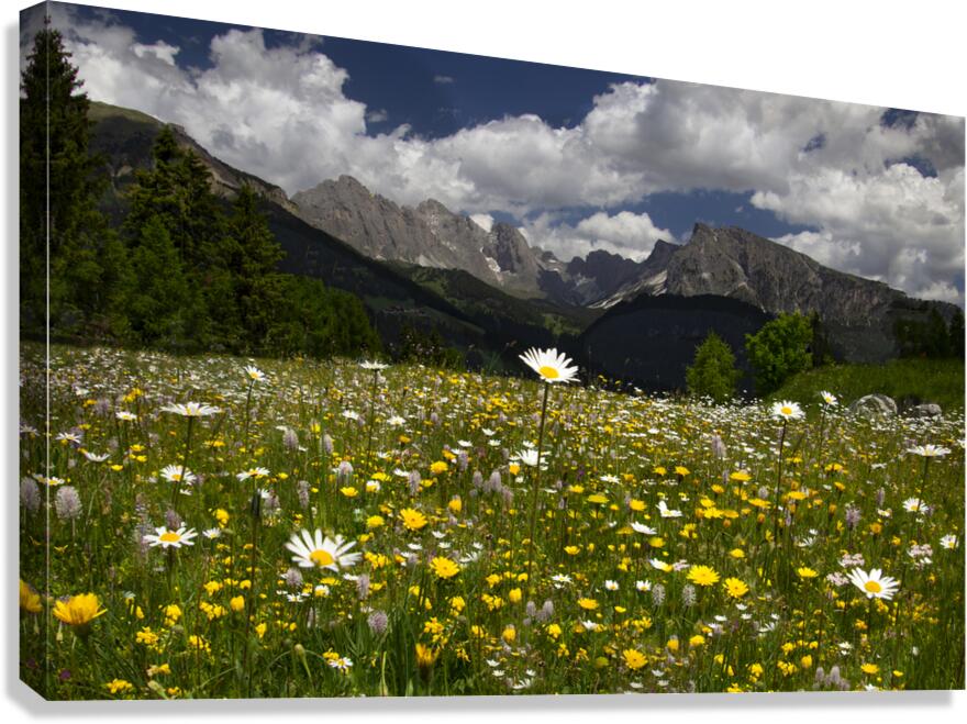 Dolomite Wild Flower Heaven Canvas Print
