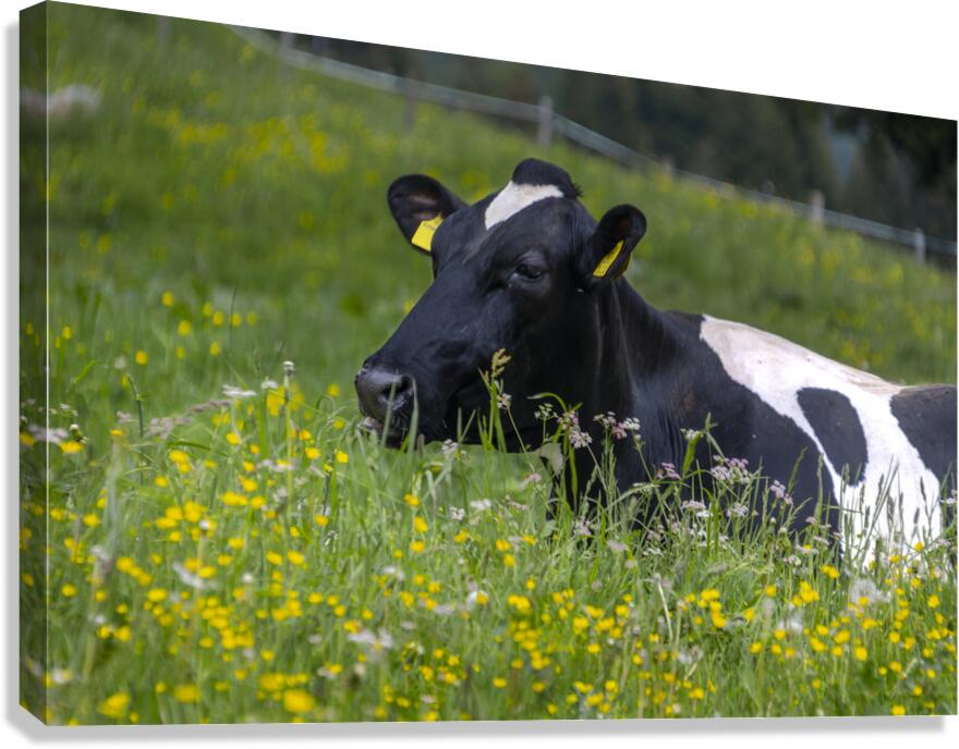 Dolomite Happy Cow Canvas Print