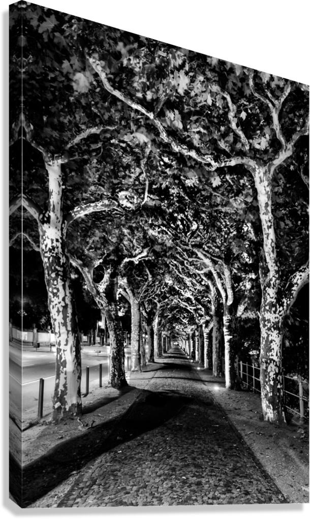 Frankfurt Sycamore Tunnel Black and White Canvas Print