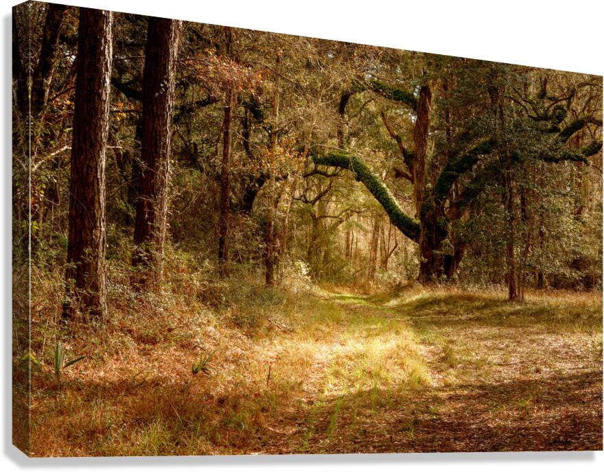McClellanville Forest Wetlands Trail Canvas Print