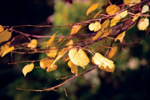 Autumn branches