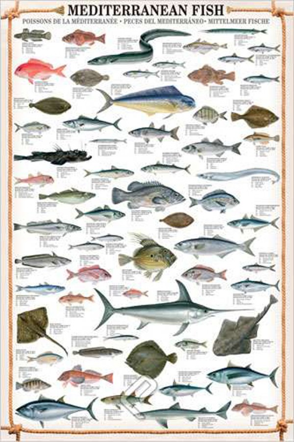Mediterranean Fish Print