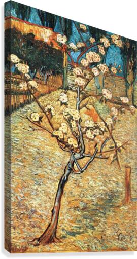 Flowering pear Canvas Print