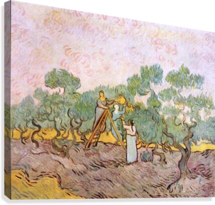 Olive Pickers Canvas Print