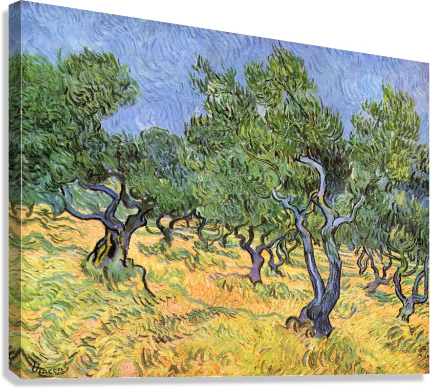 Olive Trees Canvas Print