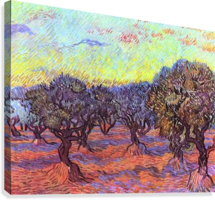 Olive Trees 2 Canvas Print