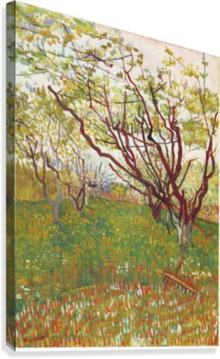 Cherry Tree Canvas Print