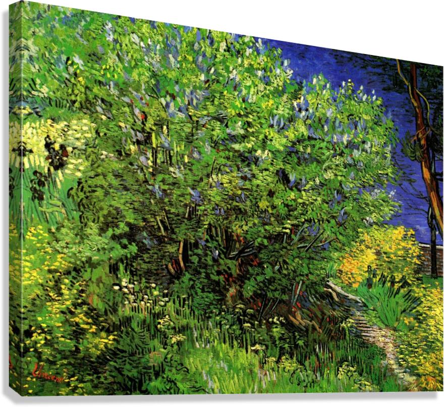 Lilacs Canvas Print