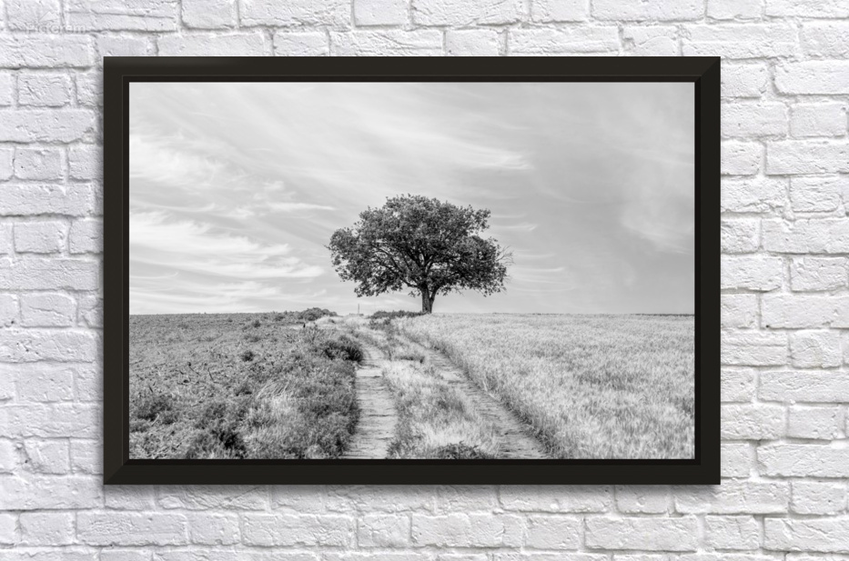 Kansas Field Tree And Road Grayscale by Jennifer White
