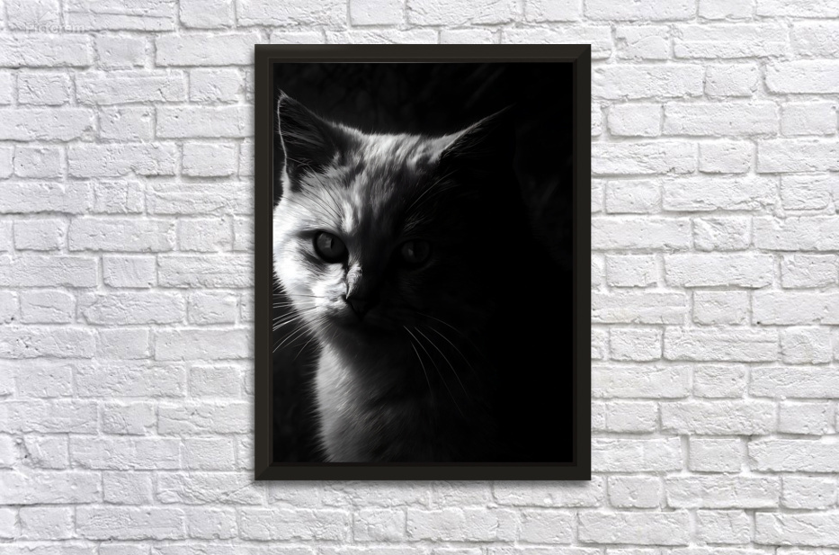 Monochrome Cat  by Utaamodern