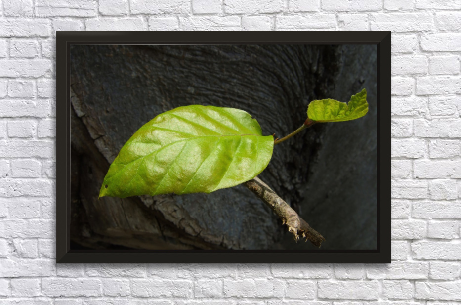 New Leaf - Natures Quiet Resilience by Matthias Hauser