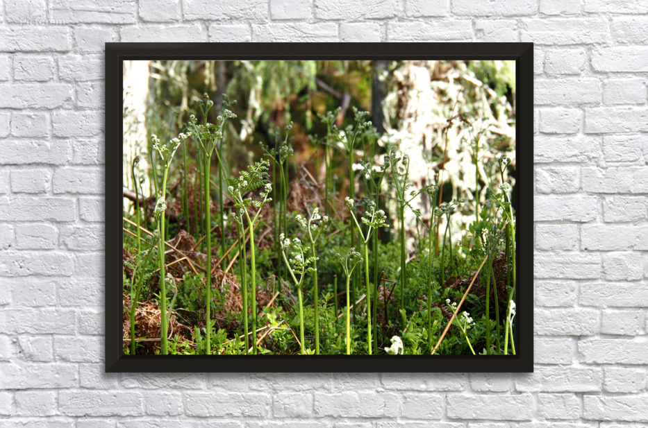 Young Ferns in the Scottish Highlands                                                                                                                      by Catriona Roberts Nature Photography and Designs