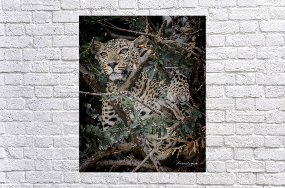 Camouflage by Veronique Lefrancois