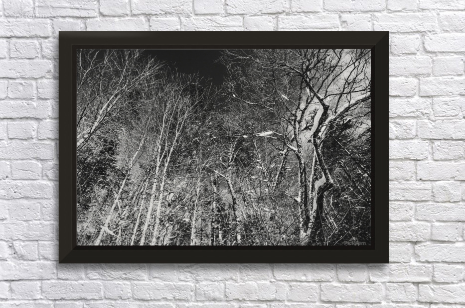 Dead Trees White Wolf Black Hearth Canvas