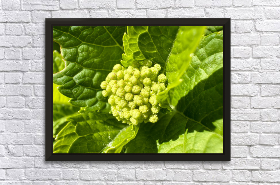 Yellow Buds with Green Leaves by Bill Swartwout Photography