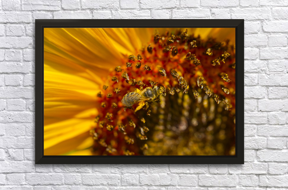 Bees Knees on Sunflower by Iris H Richardson