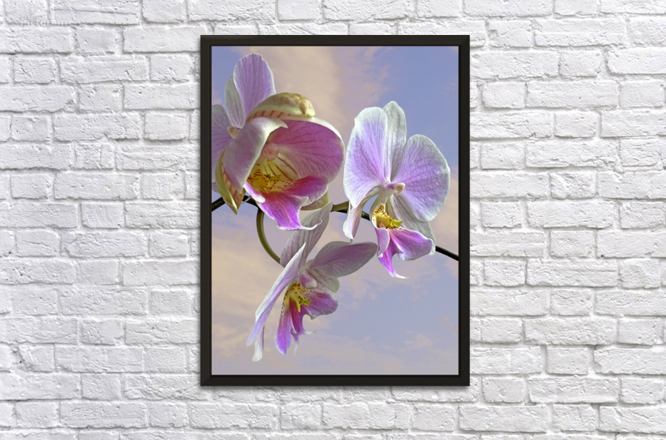 Pink Mauve and Yellow Orchid  by Gill Billington